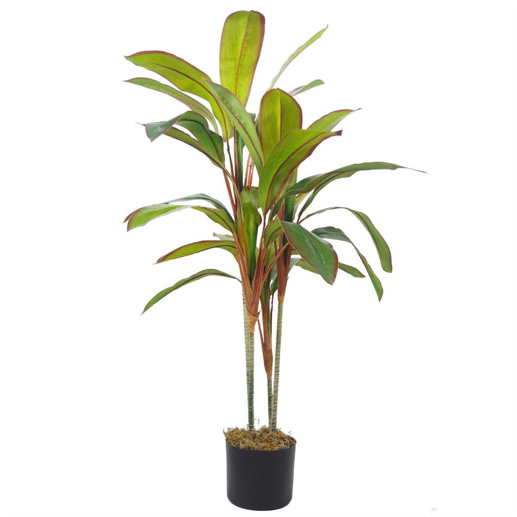 Tropical Dracaena Plant with Silver Planter-100cm-