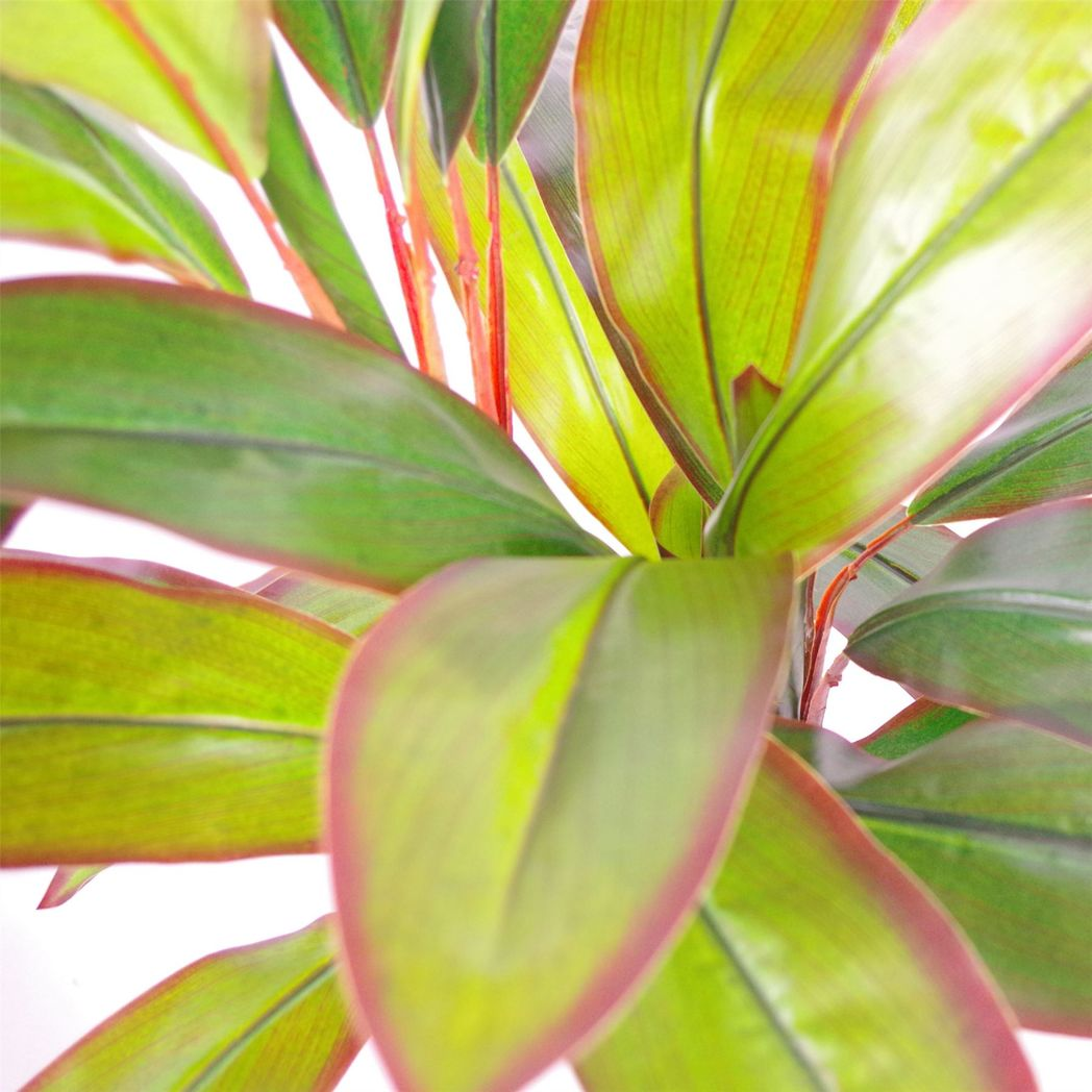 Tropical Dracaena Plant with Silver Planter-100cm-