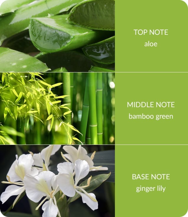 Bamboo and Ginger Lily Reed Diffuser -70ml -