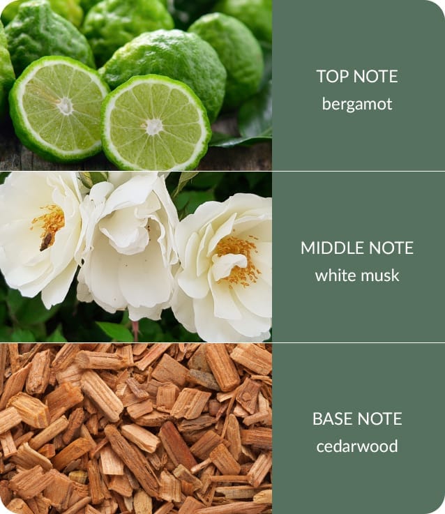 Cedarwood & White Musk Fragrance Diffuser -70ml - Up to 12 Weeks of Fragrance