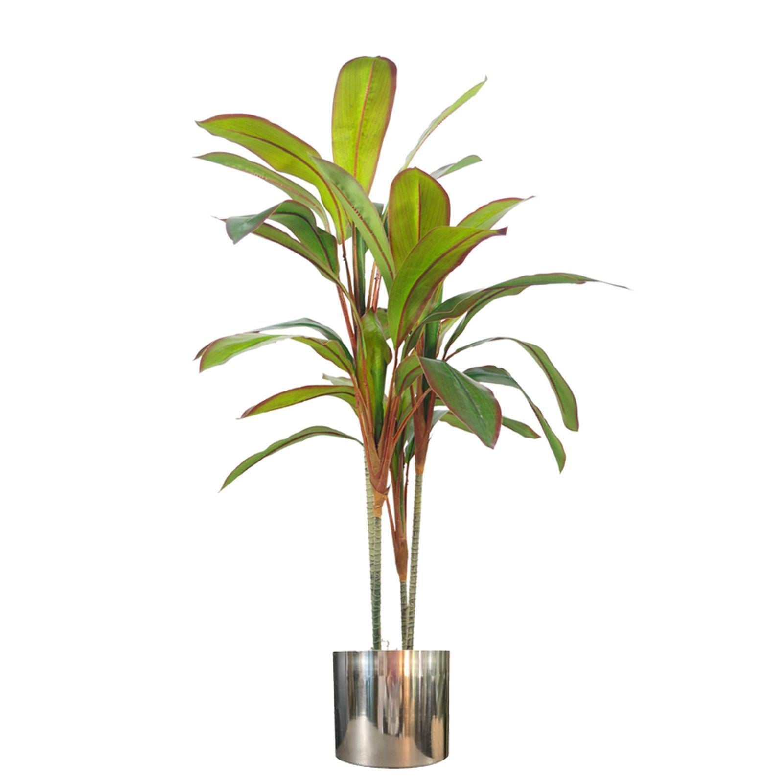 Tropical Dracaena Plant with Silver Planter-100cm-