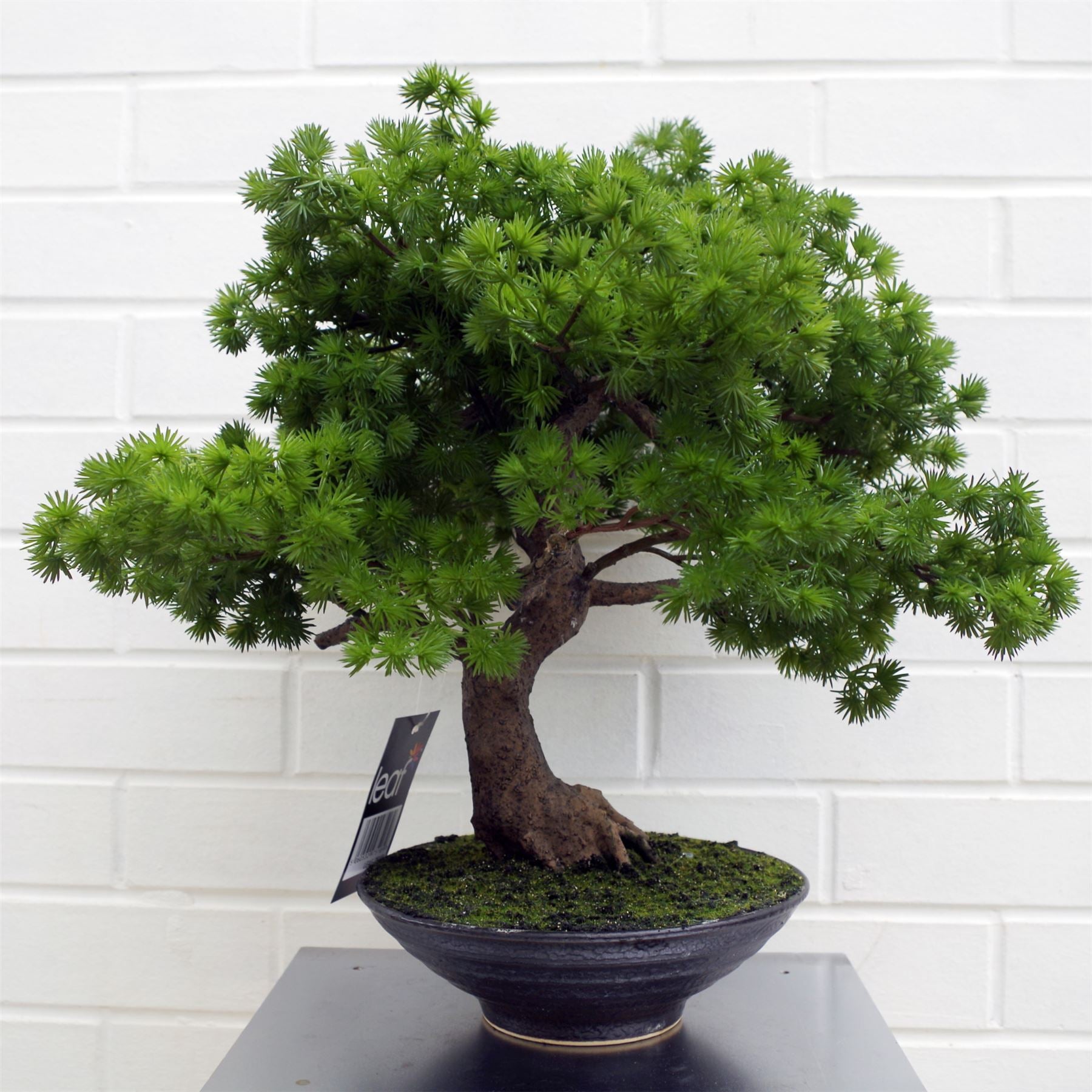 Luxury Pine Bonsai Tree -50cm-