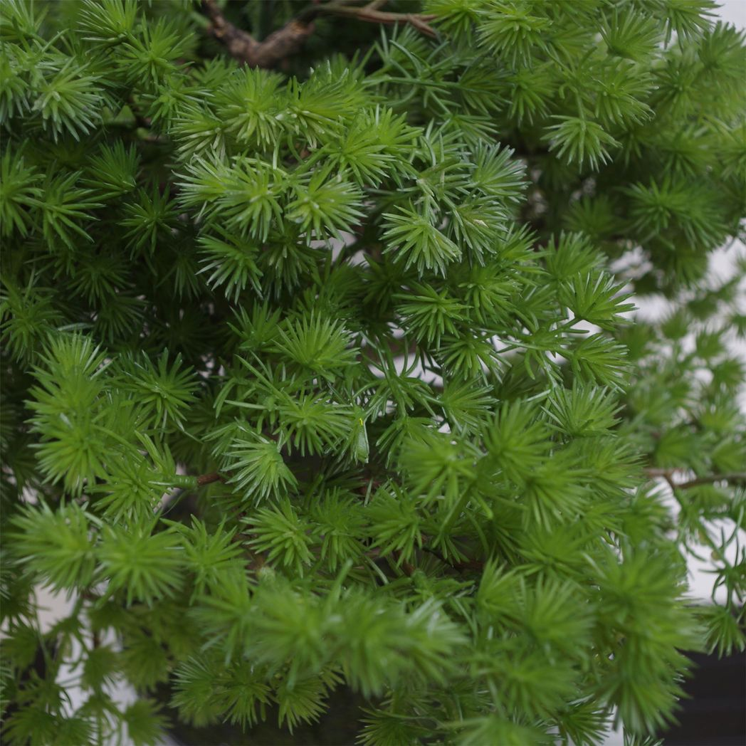 Luxury Pine Bonsai Tree -50cm-